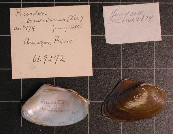 specimen