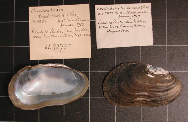 specimen