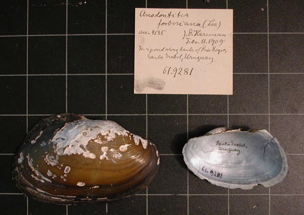 specimen