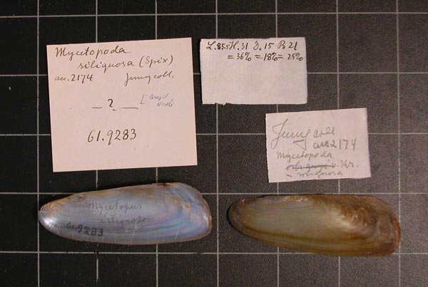 specimen