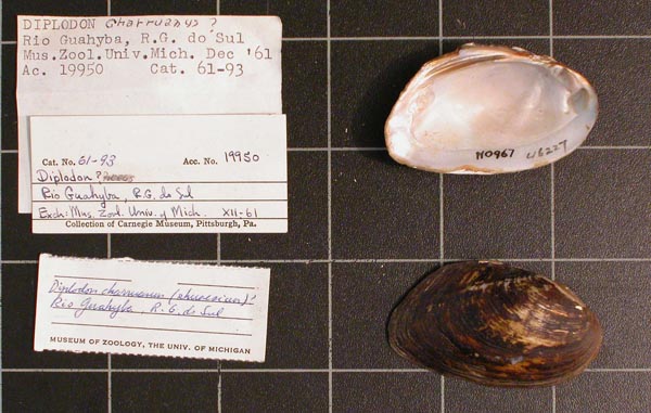 specimen