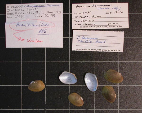specimen