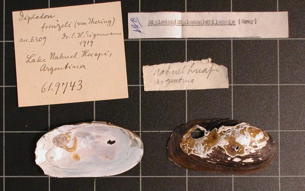 specimen