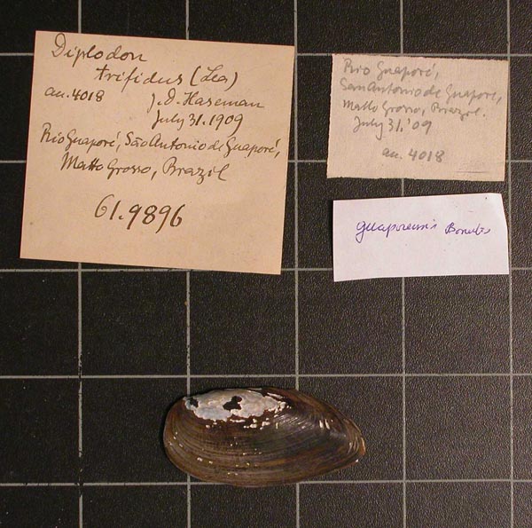 specimen