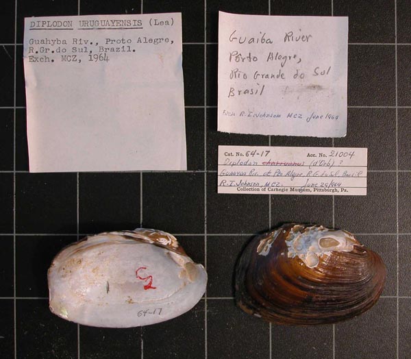 specimen