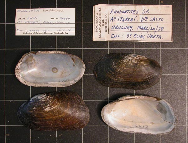 specimen