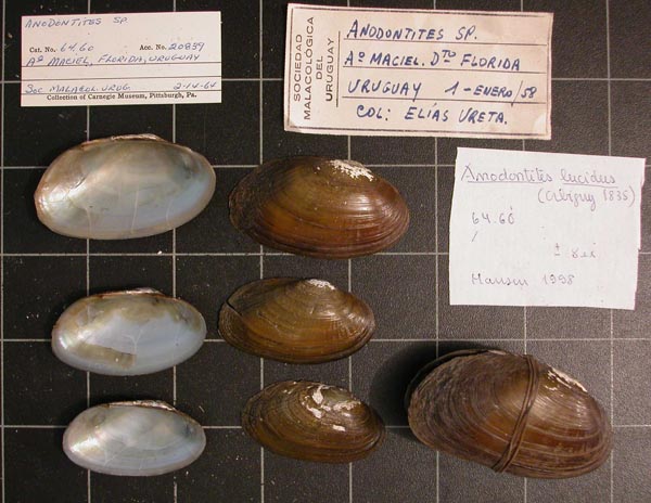 specimen