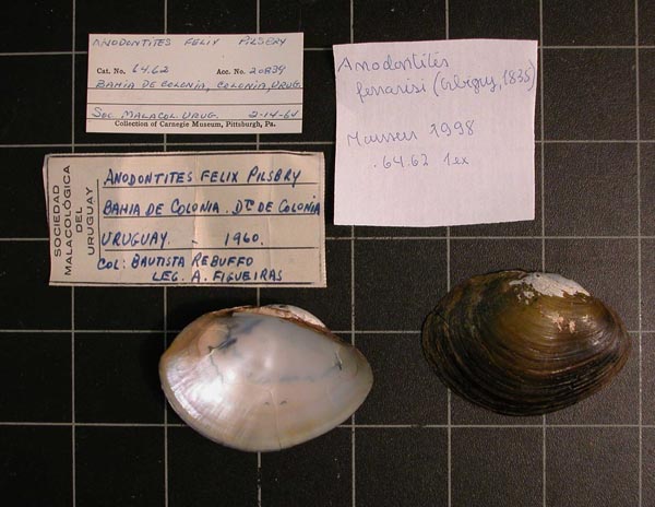 specimen