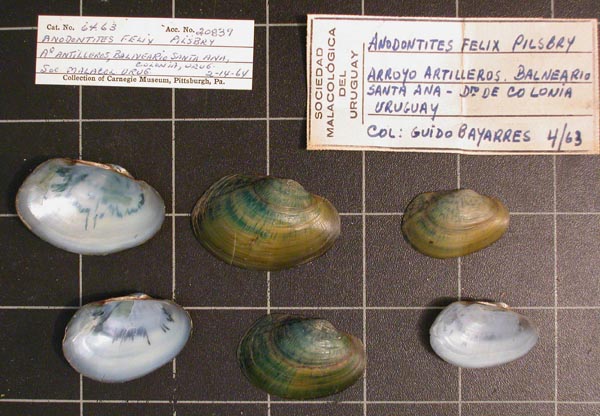 specimen