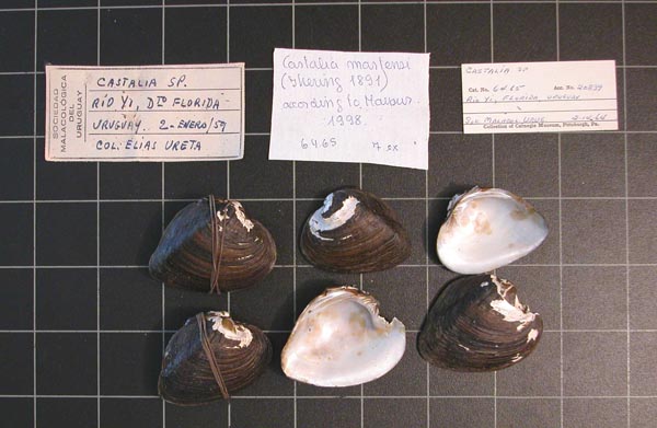 specimen