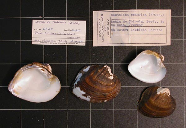 specimen