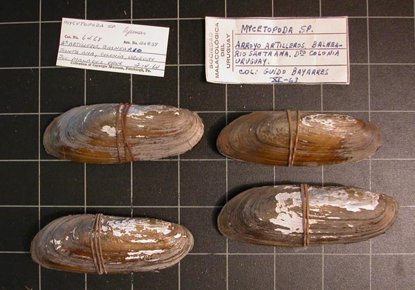 specimen
