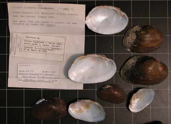 specimen