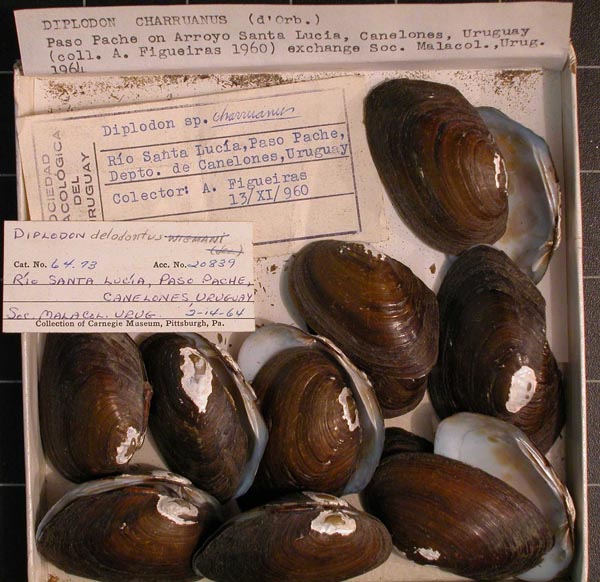 image of lot CM_64.73 image of lot CM_64.73