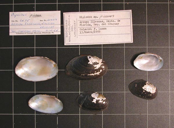 image of lot CM_64.75 image of lot CM_64.75