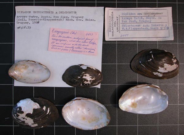 specimen