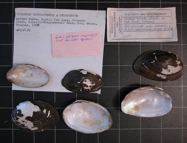 specimen
