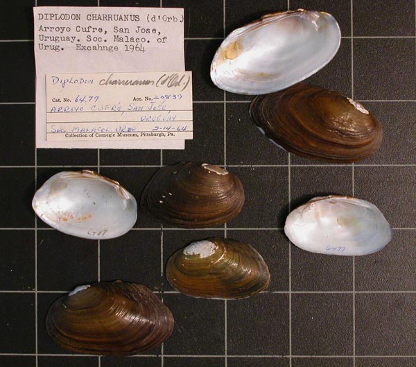specimen