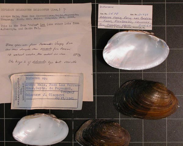 specimen