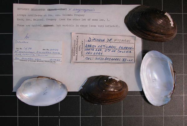 specimen