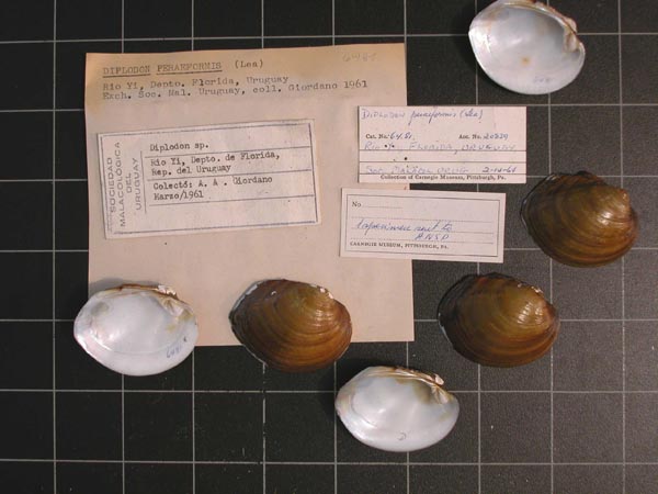 specimen