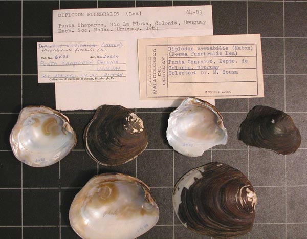 image of lot CM_64.83 image of lot CM_64.83