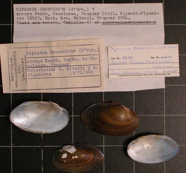 specimen