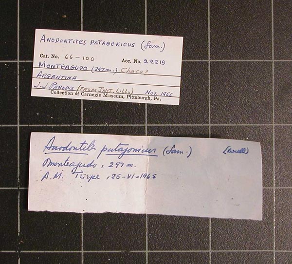 specimen