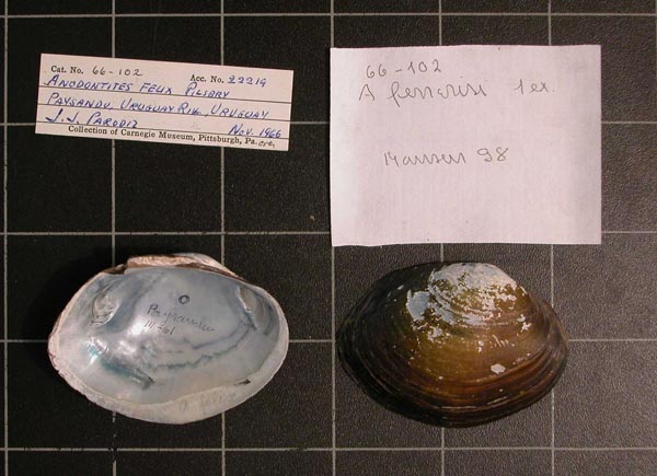 specimen