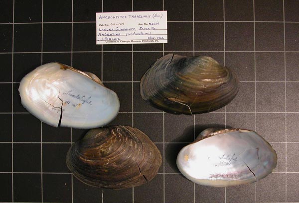 specimen