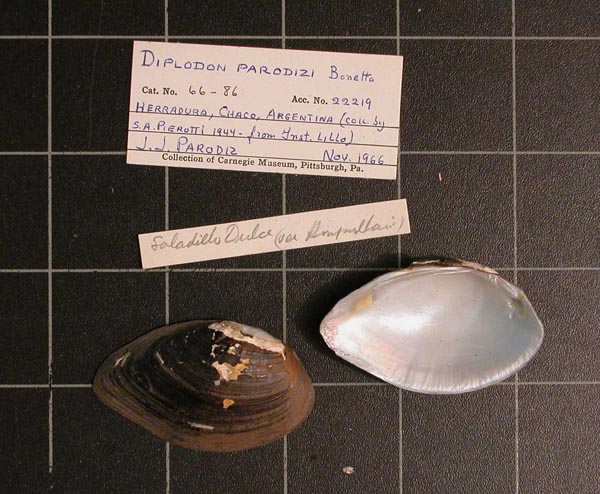 specimen