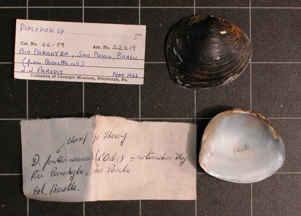 specimen