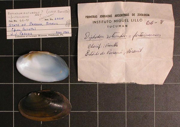 specimen