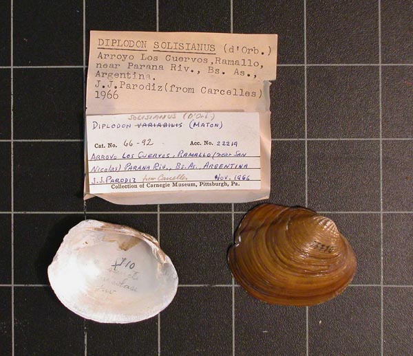 specimen