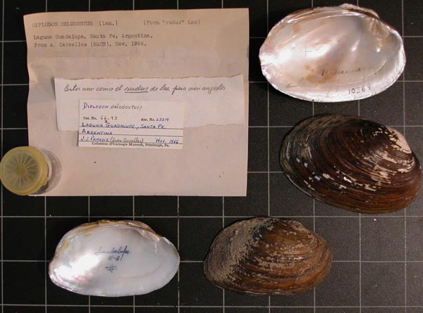 specimen