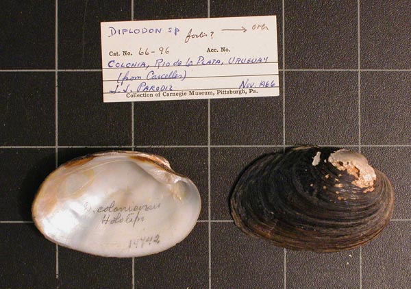 specimen