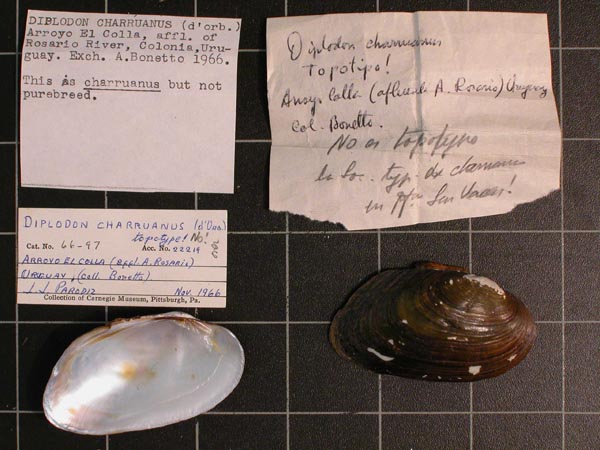 specimen
