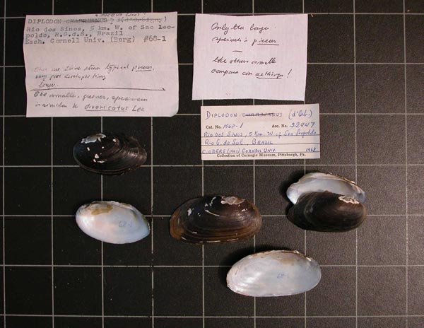 image of lot CM_68.1 image of lot CM_68.1