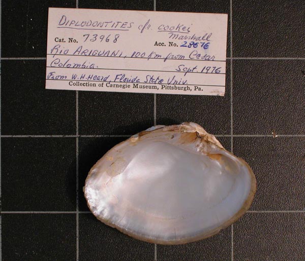 specimen