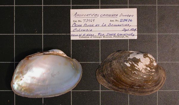 specimen