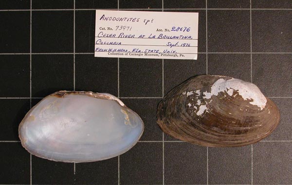 specimen