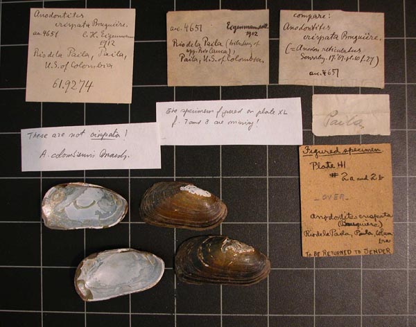specimen