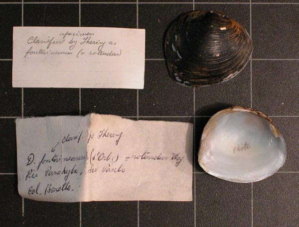 specimen