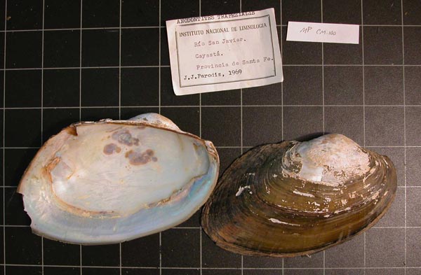 specimen