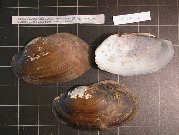 specimen