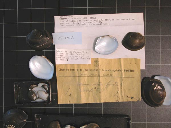 specimen
