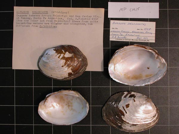 specimen