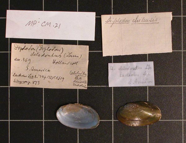 specimen