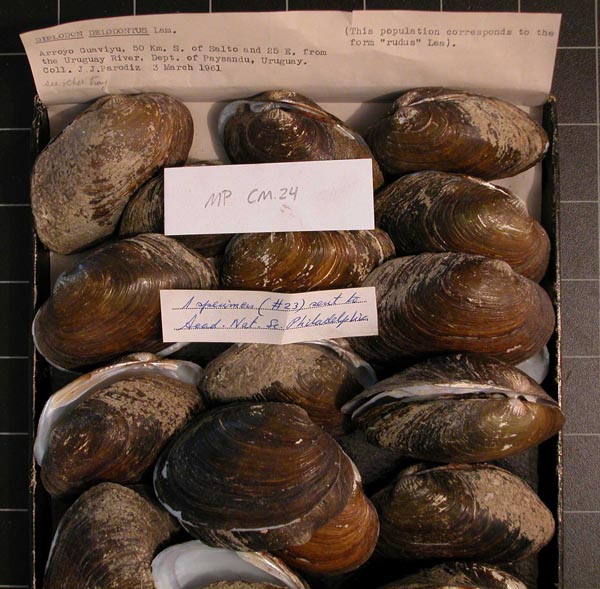 specimen