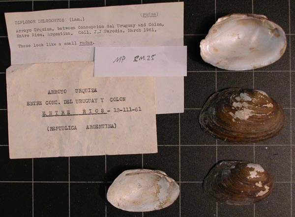 specimen